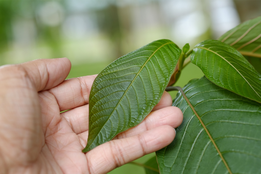 Nature's Soothing Touch: Kratom's Potential as a Natural Anti-Inflammatory Ally