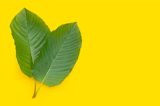 Unlocking the Potential: Exploring the Varied Benefits of Kratom